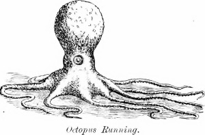 OctopusRunning